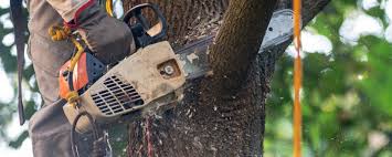 Best Pest Control for Lawns  in Cedar Bluff, VA