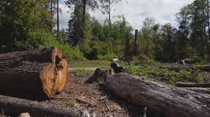 Best Emergency Tree Removal  in Cedar Bluff, VA