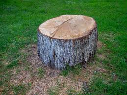 Best Tree Risk Assessment  in Cedar Bluff, VA
