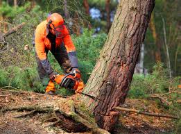 Best Stump Grinding and Removal  in Cedar Bluff, VA