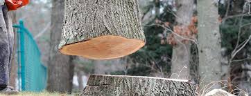 Best Storm Damage Tree Cleanup  in Cedar Bluff, VA