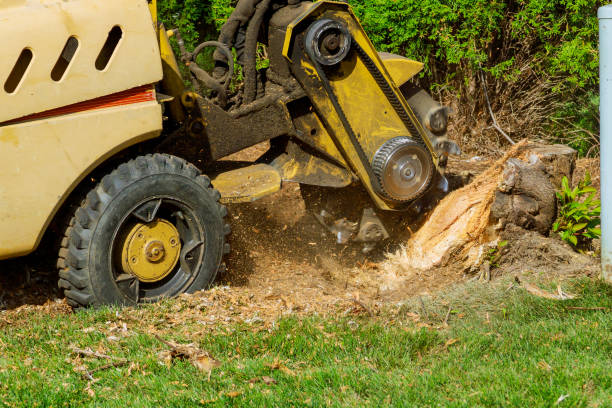 Best Root Management and Removal  in Cedar Bluff, VA
