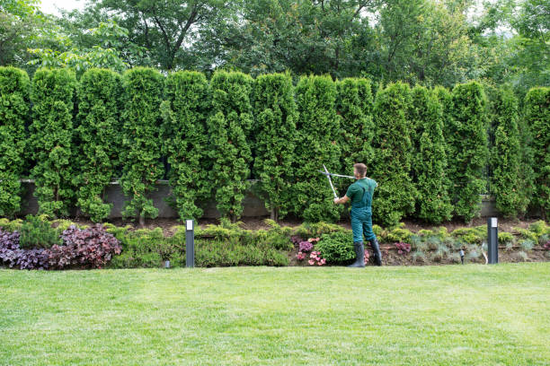 Best Lawn Maintenance Plans  in Cedar Bluff, VA