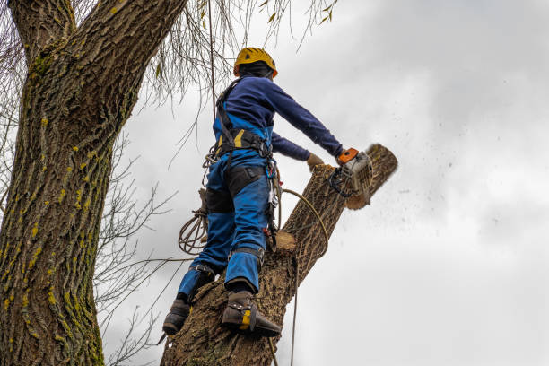 Cedar Bluff, VA Tree Services Pros