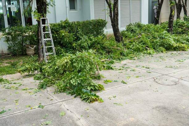 Best Tree Trimming and Pruning  in Cedar Bluff, VA