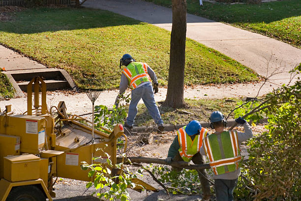 Trusted Cedar Bluff, VA Tree Services Experts