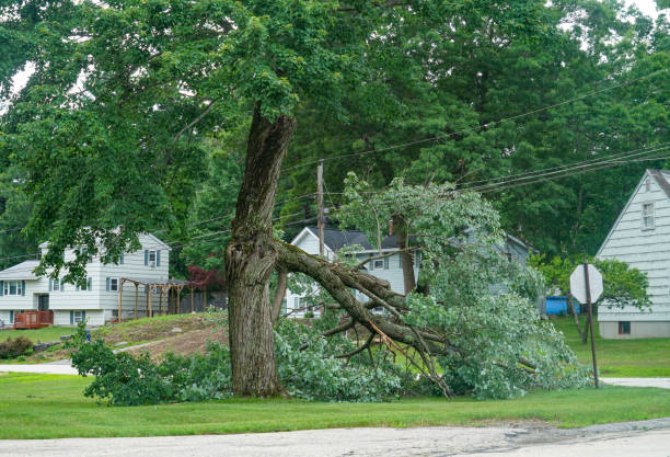 Best Arborist Consultation Services  in Cedar Bluff, VA