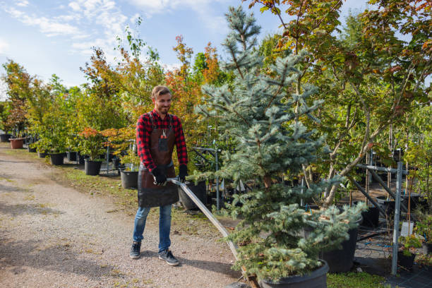 Best Tree and Shrub Care  in Cedar Bluff, VA