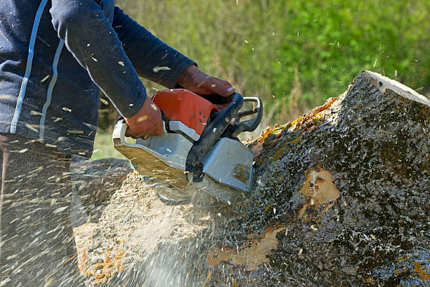 Best Tree Cabling and Bracing  in Cedar Bluff, VA